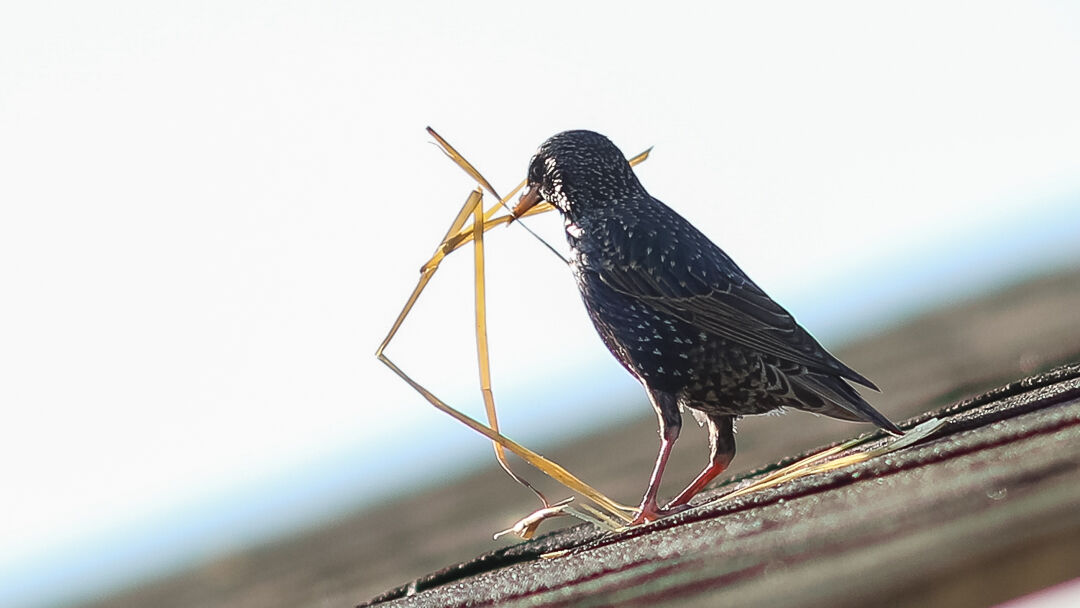 Bird on barn roof.jpg